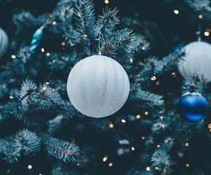 Ceny choinek w Toruniu. Gdzie najlepiej kupić drzewko świąteczne? Leśnicy mają ciekawe oferty