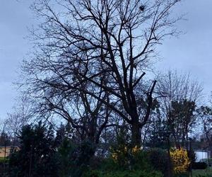 Te stare bydgoskie drzewa są w fatalnej kondycji. Dostaną drugą szansę, zajmie się nimi arborysta 