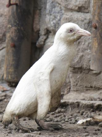 Biały pingwin w gdańskim zoo