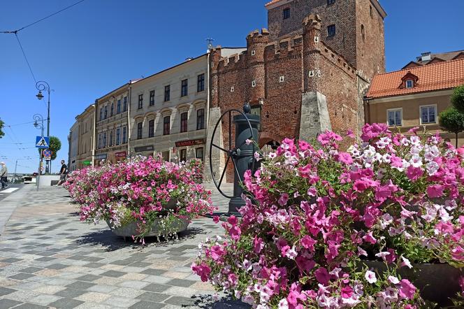 Ulice Lublina znowu ozdobią kwiaty. Miasto szuka wykonawcy