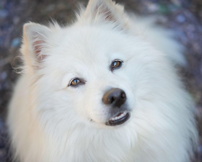 American Eskimo