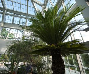 Nowa oranżeria w Ogrodzie Botanicznym UJ. Zastąpiła poprzedniczkę z XIX wieku 