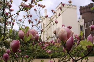 Arboretum Kórnickie zachwyca! Miłośnicy magnolii muszą się spieszyć