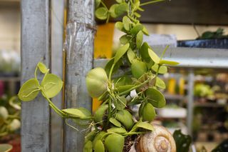 Największy targ roślin doniczkowych ponownie w Lublinie