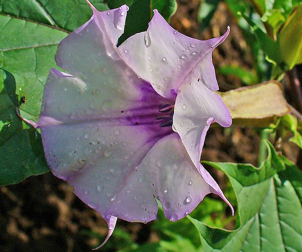 Datura (bieluń dziędzierzawa) ma piękne kwiaty