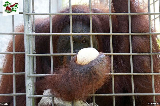 Horror orangutanicy! Była seks-więźniem w burdelu