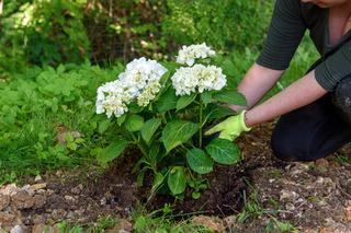 Ogrodnicy podają najlepszy termin na sadzenie hortensji. Proste zasady, dzięki którym hortensje będą długo kwitły