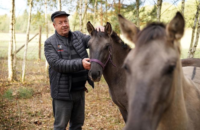 Podlaskie. Wataha wilków terroryzuje mieszkańców wioski. Zabijają zwierzęta, wchodzą na podwórko