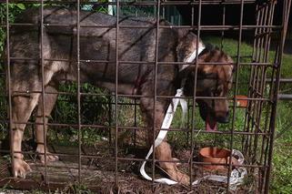 Pies WISIAŁ na płocie! Skomplikowana akcja ratownicza w Węgorzewie