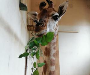 Warszawskie ZOO. Żyrafa Pietruszka