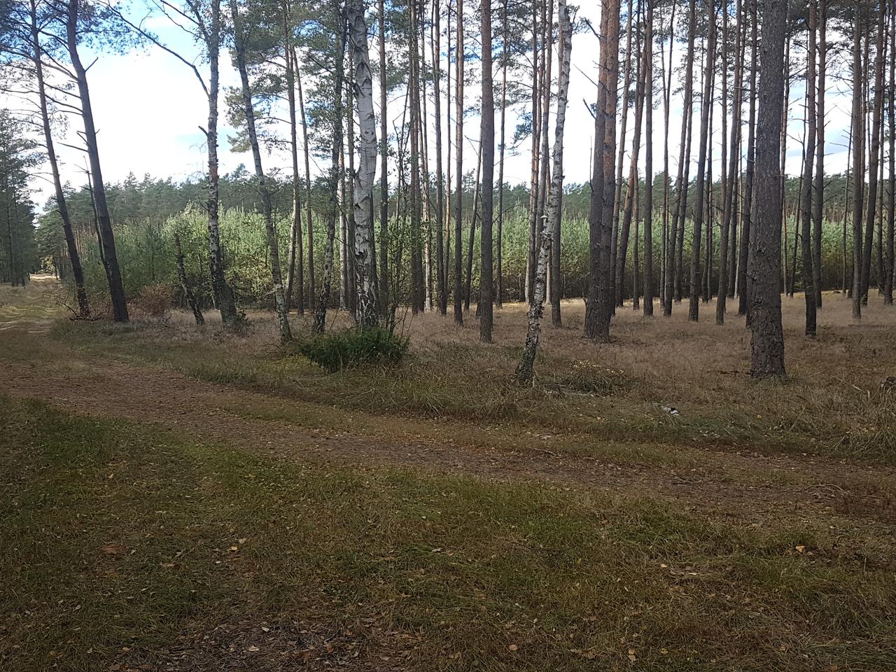 Nadleśnictwo Toruń ostrzega mieszkańców regionu! Chodzi o otwarte lasy