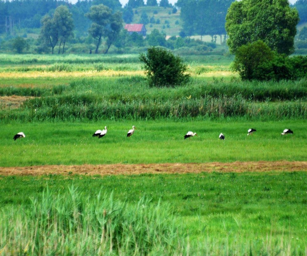 Niedługo rusza Podlaski Bon Turystyczny! Czy nowa inicjatywa uratuje turystykę na Podlasiu? Szczegóły