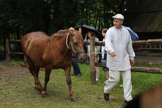 Jarmark koński w Muzeum Wsi Lubelskiej