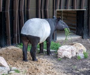 Tapir Willy nowym mieszkańcem Orientarium w Łodzi