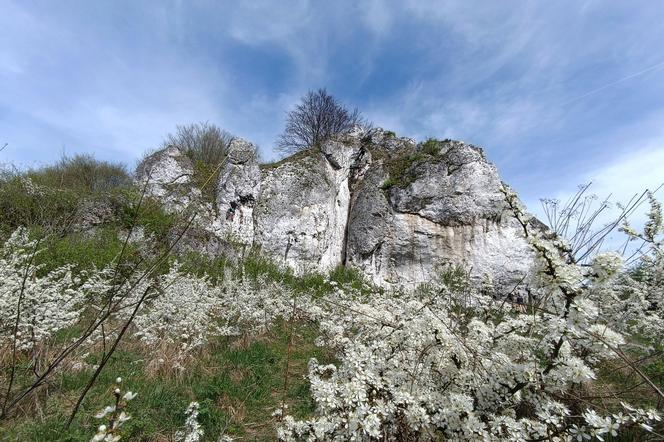 Jura Krakowsko-czestochowska, Skałki Rzędkowickie 