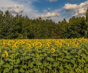 Słonecznikowe pole w okolicach Ostrowca Świętokrzyskiego