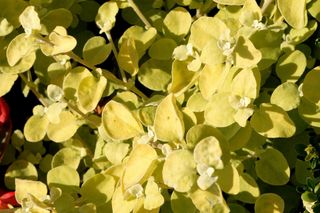 Kocanka włochata 'Limelight'