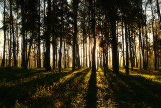 Fotografia jego pasja. Radek Chochół, starachowiczanin opowiada o swojej przygodzie z aparatem