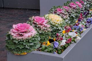 Kapusta ozdobna. Kompozycje