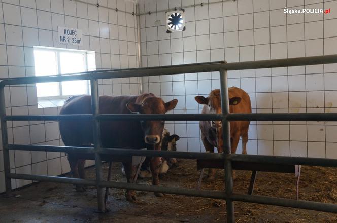 Zagłodzone i brudne konie były niehumanitarnie mordowane? Policjanci skontrolowali hodowlę w Wodzisławiu Śląskim [ZDJĘCIA]