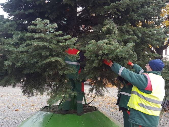 ​Leszno szykuje się na święta. Na rynku przy ratuszu stanęła choinka