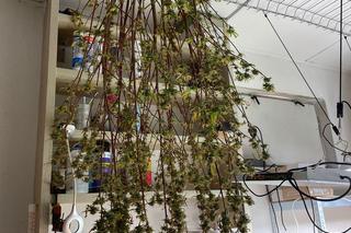 Wynajęli lokal w Bydgoszczy tylko po to, by urządzić nielegalną uprawę