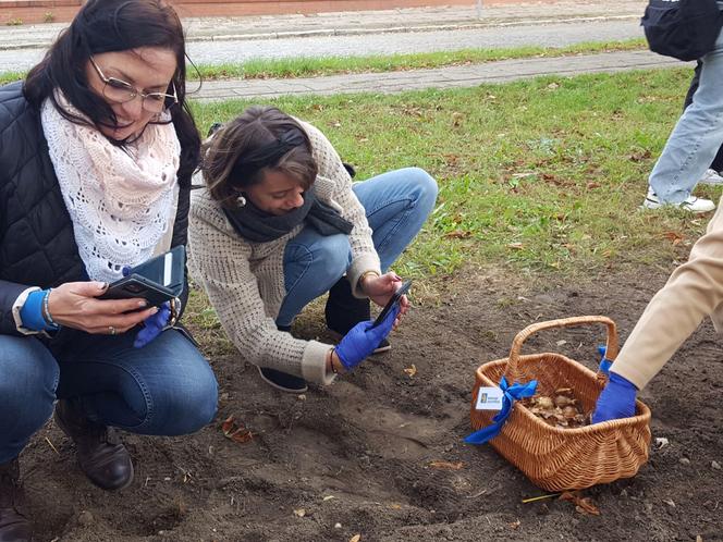 Nie tylko żonkile. Tysiące cebulek kwiatowych posadzono dziś na Polu Nadziei w Lesznie