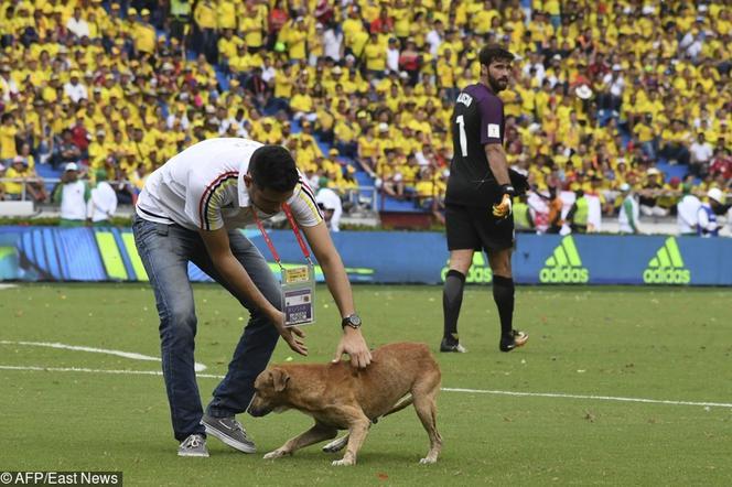 Pies na meczu Kolumbia - Brazylia