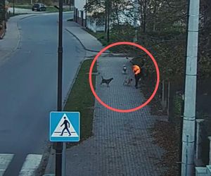 Trzy psy zaatakowały chłopca. Nagranie z Bogatyni przeraża 