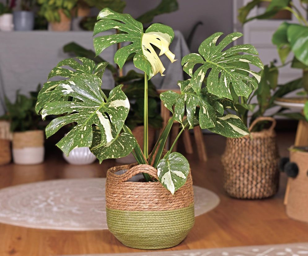 Monstera