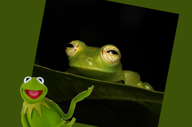 Czy ta żabka  zainspirowała twórców Kermita Żaby?