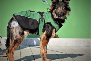 Orzesze: Opiekunowie zgotowali Fionce piekło. Wystające kości przebiły jej skórę! Serce pęka