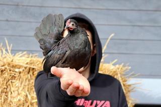 Zaczął hodować kury, gdy miał 12 lat. Teraz 19-latek spod Bydgoszczy ma duże stado i właśnie otworzył jajomat [GALERIA]