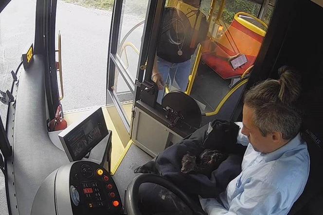 Kierowca autobusu ratuje sarenkę