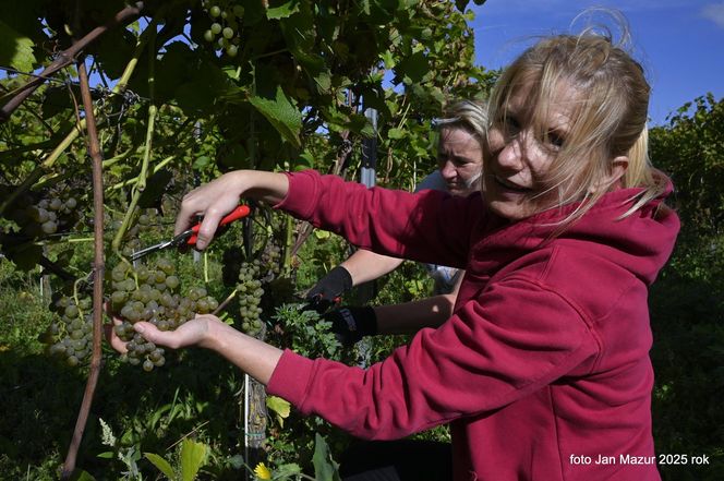 Zbiory 2025. Renata mówi, że na winnicy wietrzy głowę: - Ta bliskość z naturą poprawia moją kondycję nie tylko fizyczną, ale i psychiczną.