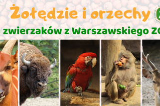 Żołędzie i orzechy dla zwierząt z Warszawskiego ZOO