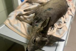 Sarenka Gabrysia pogryziona przez inne zwierzęta