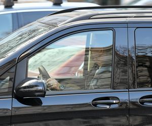 Ibisz powiększa rodzinę