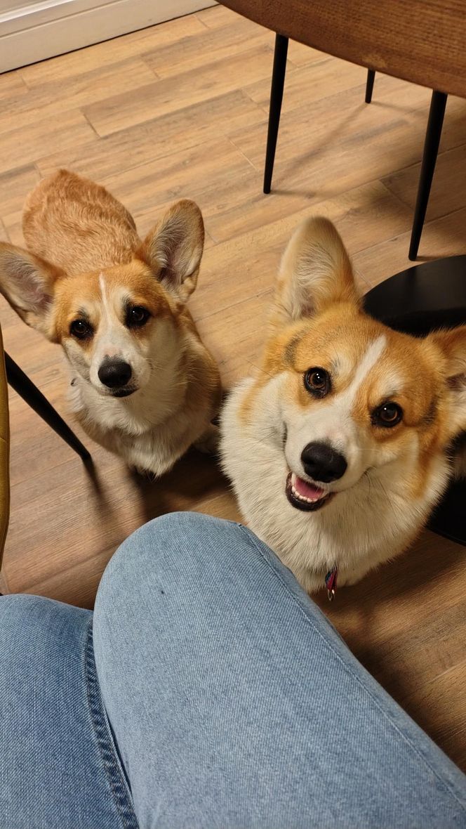 Pierwsza w Polsce kawiarnia z psami Corgi