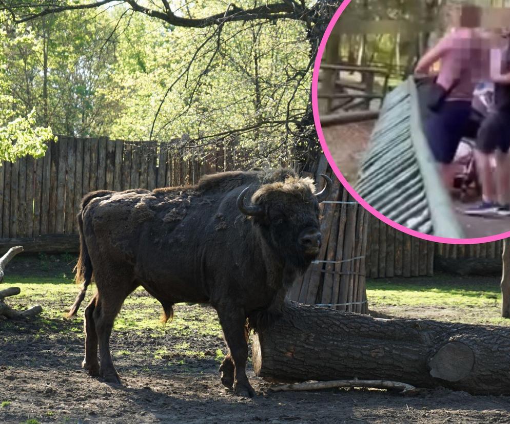 Szokujące zachowanie ojca w poznańskim ZOO.