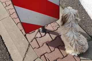 Przywiązał psa łańcuchem do znaku przy ruchliwej drodze! Był przerażony [ZDJĘCIA]