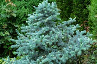 Świerk kłujący 'Hoopsii' - Picea pungens 'Hoopsii'