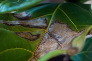Brązowe plamy na liściach fikusa lirolistnego [Porada eksperta]
