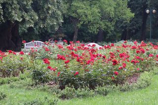 Ogród Saski w Lublinie w wakacyjny poranek 2025