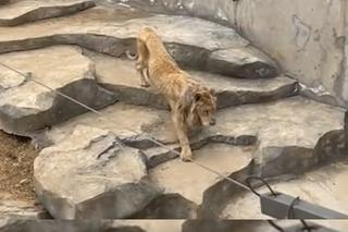 Skrajnie wychudzony lew ledwo chodzi po wybiegu. Szokujące nagranie z zoo [WIDEO]