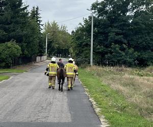 Policjanci i strażacy w akcji. Łapali uciekinierów z zagrody