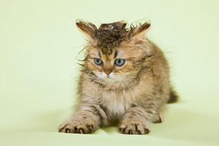 Światowy Dzień Kota