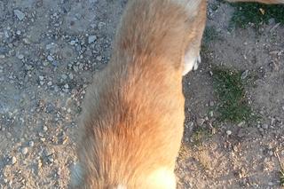 Farma grozy pod Lidzbarkiem. „Z miłości do zwierząt zgotowali im piekło”