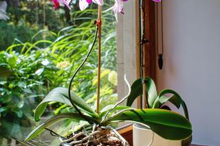 Storczyk Phalaenopsis