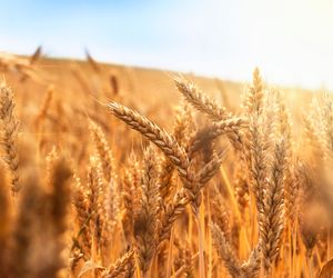 Żyto - właściwości odżywcze i prozdrowotne